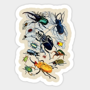 Coleoptera Beetles and Weevils J Mayson Natural Sticker